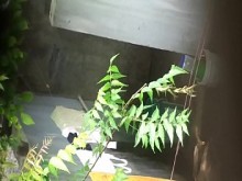 Desi hermana -in -derecho