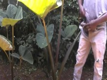 CASI ATRAPADO POR GENTE MASTURBANDOSE AFUERA